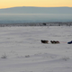 Illustration for article titled Russian Soldiers Go Native For Arctic Ops Using Reindeer And Dogsleds